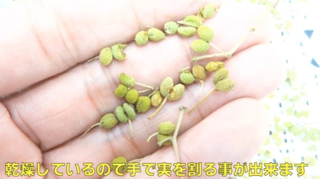 山椒粉作り 山椒の実を乾燥 粉末にする機械 ラボネクト株式会社 食品乾燥機や粉砕機 加工機器の販売